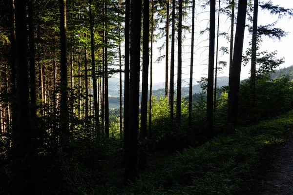 Zauberwald. herbstliche Waldkulisse mit warmen Lichtstrahlen. Nebelwald. — Stockfoto