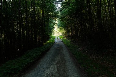 Ormanda Yeşil Ağaçlı Yürüyüş Yolu. Park 'taki güzel Alley. Karanlık Orman 'ın Yolu