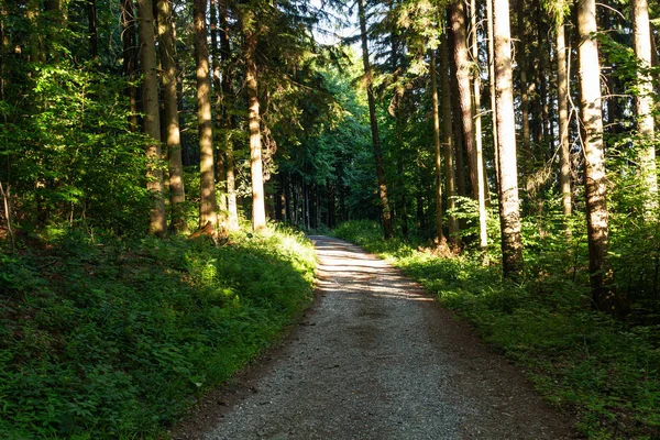 Ormanda Yeşil Ağaçlı Yürüyüş Yolu. Park 'taki güzel Alley. Karanlık Orman 'ın Yolu