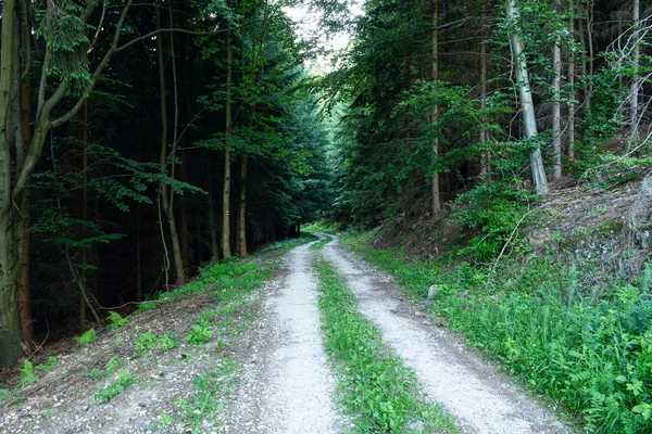 Walkway Lane Path With Green Trees in Forest Прекрасна алея в парку. Шлях через темний ліс — стокове фото