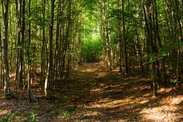 Ormanda Yeşil Ağaçlı Yürüyüş Yolu. Park 'taki güzel Alley. Karanlık Orman 'ın Yolu