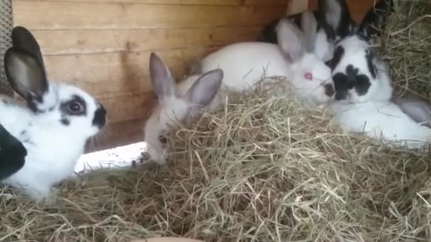 リラックスと干し草を食べて うさぎ小屋のウサギ — ストック動画