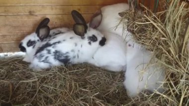 Tavşan tavşan rahatlatıcı ve saman yemek kafesi içinde