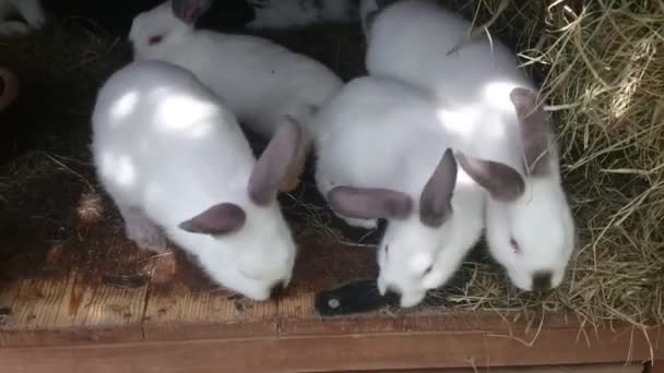 Mladí Králíci Boudě Evropský Králík Oryctolagus Cuniculus — Stock video