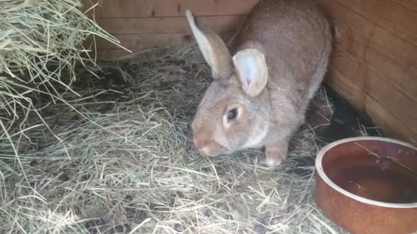 Schattig Konijn Knallen Uit Een Hok — Stockvideo