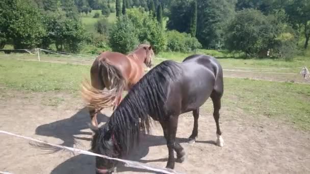 Troupeau de chevaux mangeant de l'herbe au coucher du soleil. Les chevaux paissent dans la prairie .