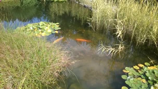 Χρυσά Ψάρια Κολυμπούν Λιμνούλα Σκούρο Μπλε Νερό Και Πράσινα Φυτά — Αρχείο Βίντεο