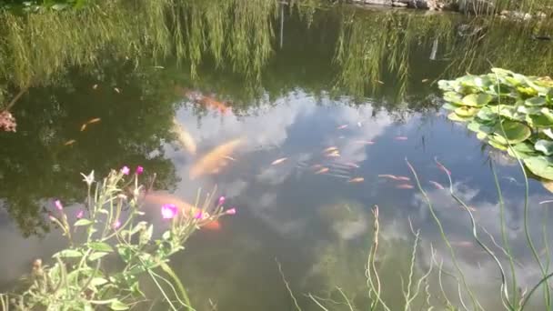 Gyllene Fiskar Simmar Dammen Med Mörkt Blått Vatten Och Gröna — Stockvideo
