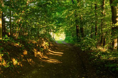 Sabah ışığı orman yoluna düşüyor. Sonbaharda altın bir ormanın içinden geçen yol