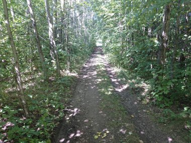 Yüksek katlı ağaçlar güneş ışığı etkisi ile Doğa güzelliği bu şaşırtıcı doğa güzelliği içinde biraz yalnız zaman geçirmek için en iyi orman mükemmel bir görünüm vererek ağaçlardan toprağa.