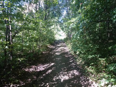 Yüksek katlı ağaçlar güneş ışığı etkisi ile Doğa güzelliği bu şaşırtıcı doğa güzelliği içinde biraz yalnız zaman geçirmek için en iyi orman mükemmel bir görünüm vererek ağaçlardan toprağa.