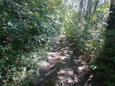 Yüksek katlı ağaçlar güneş ışığı etkisi ile Doğa güzelliği bu şaşırtıcı doğa güzelliği içinde biraz yalnız zaman geçirmek için en iyi orman mükemmel bir görünüm vererek ağaçlardan toprağa.