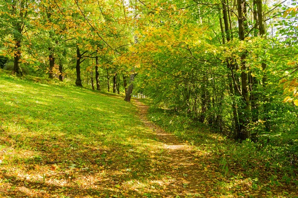 La luz del sol en los árboles del verde bosque de verano — Foto de Stock