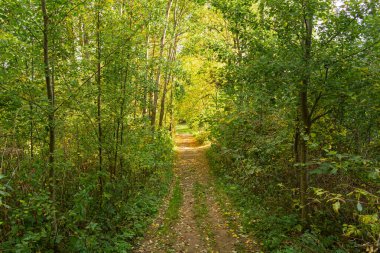 yemyeşil yeşil yaz orman yolundan Panoraması