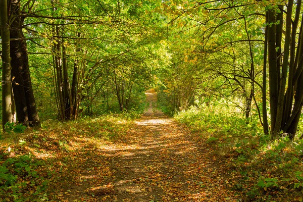 Panorama de un sendero a través de un exuberante bosque verde de verano — Foto de Stock