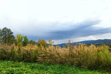 Alan çimen çiçek mavi gökyüzü ve beyaz bulut, dağ arka plan ile kopyalayın. Sığ derinlik-in tarla. Doğa Çevre ve seyahat macera kavramı.