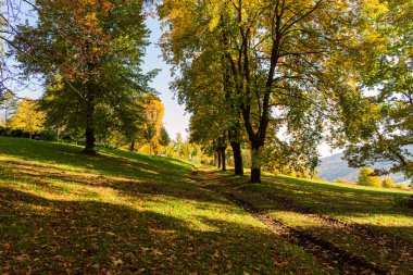 Yeni bir sayfa ve güneş ışığı. Yaz doğası. Yeşil ormandaki güneş ışığı