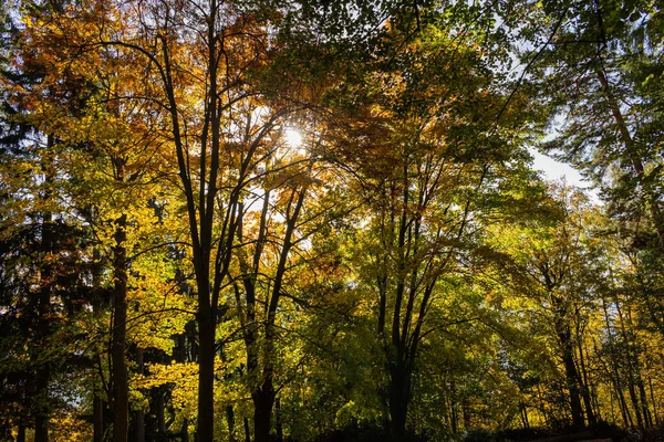 Новый лист и солнечный луч. Летняя природа. Солнечный свет на деревьях зеленого леса — стоковое фото