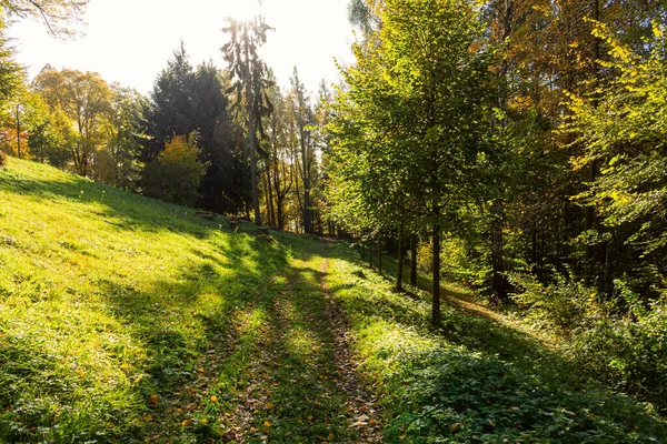 Panorama z cesty lesem svěží zelené letní — Stock fotografie