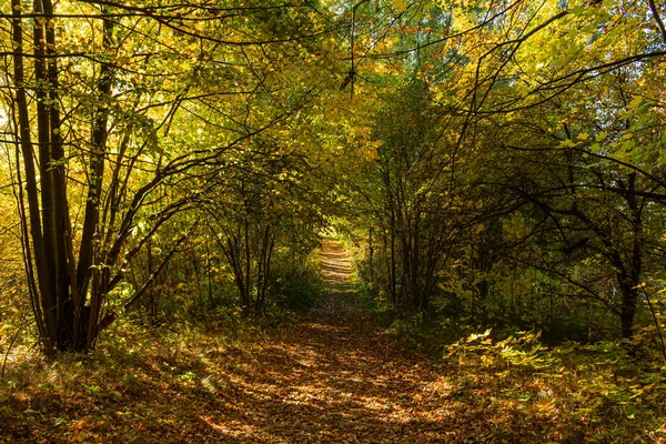 Magiczny tunel i ścieżka przez gęsty las świecący światłem słonecznym. Ścieżka otoczona krzakami. Dramatyczna i piękna scena. — Zdjęcie stockowe