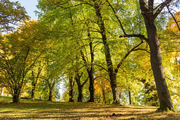 Neues Blatt und Sonnenstrahl. Sommerliche Natur. Sonnenlicht in Bäumen des grünen Waldes — Stockfoto