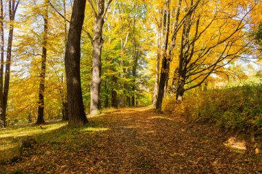 Doğa arka plan üzerinde izole sonbahar akçaağaç yaprağı