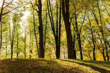 Yüksek katlı ağaçlar güneş ışığı etkisi ile Doğa güzelliği bu şaşırtıcı doğa güzelliği içinde biraz yalnız zaman geçirmek için en iyi orman mükemmel bir görünüm vererek ağaçlardan toprağa.