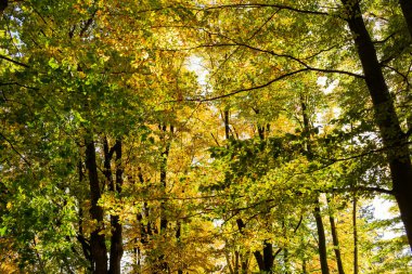 Yüksek katlı ağaçlar güneş ışığı etkisi ile Doğa güzelliği bu şaşırtıcı doğa güzelliği içinde biraz yalnız zaman geçirmek için en iyi orman mükemmel bir görünüm vererek ağaçlardan toprağa.