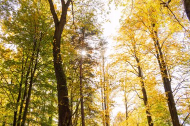 Yüksek katlı ağaçlar güneş ışığı etkisi ile Doğa güzelliği bu şaşırtıcı doğa güzelliği içinde biraz yalnız zaman geçirmek için en iyi orman mükemmel bir görünüm vererek ağaçlardan toprağa.