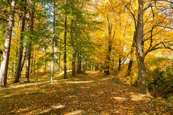 Осенняя листва в зеленом лесу — стоковое фото
