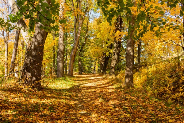 Осенние кленовые листья изолированы на фоне природы — стоковое фото