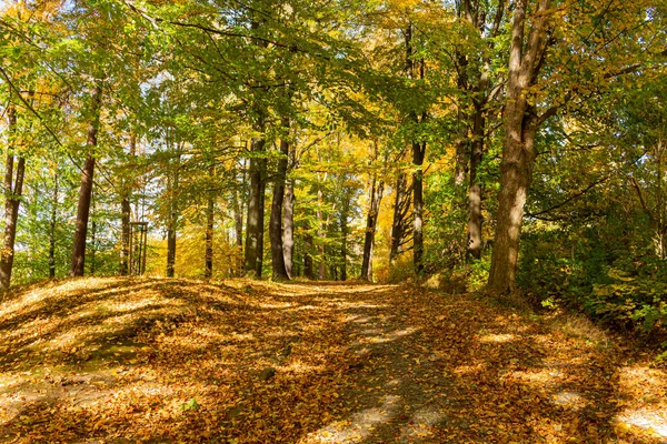 Liście jesienią w natura zielony las — Zdjęcie stockowe