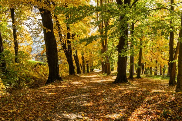 Őszi jelenet road, színes lombú erdő — Stock Fotó