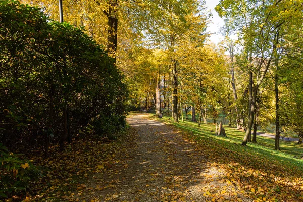 Spazieren Sie durch den Kiefernwald auf einer schmalen, kurvenreichen Straße. Überall herrscht erstaunliche Stille, nur der Lärm der Bäume nicht. ein tiefer Wald, dicht bewachsen mit stabilen, soliden Bäumen, die ein Gefühl von Sicherheit vermitteln — Stockfoto