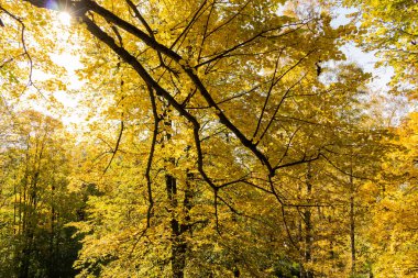 Yüksek katlı ağaçlar güneş ışığı etkisi ile Doğa güzelliği bu şaşırtıcı doğa güzelliği içinde biraz yalnız zaman geçirmek için en iyi orman mükemmel bir görünüm vererek ağaçlardan toprağa.
