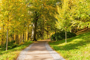 Yol tek bir yöne gidiyor. Ormanın ortasındaki sonbahar parkına giden yol..