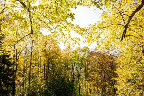 Natures красота с высотными деревьями эффект солнечного света вниз от деревьев до земли давая идеальный вид леса лучше провести некоторое время в одиночестве в этой удивительной красоте природы . — стоковое фото