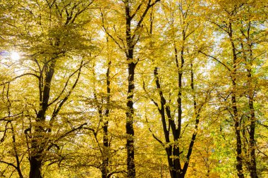 Sonbahar orman ağaçları. doğa yeşil ahşap güneş ışığı arka planı.
