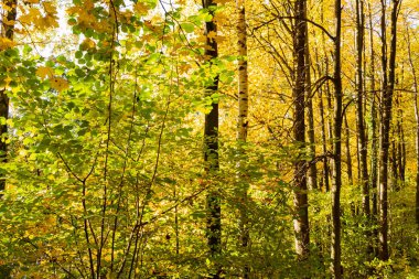 Yüksek katlı ağaçlar güneş ışığı etkisi ile Doğa güzelliği bu şaşırtıcı doğa güzelliği içinde biraz yalnız zaman geçirmek için en iyi orman mükemmel bir görünüm vererek ağaçlardan toprağa.