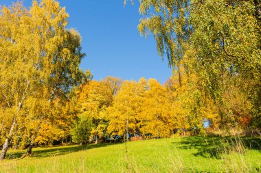 Sonbahar orman ağaçları. doğa yeşil ahşap güneş ışığı arka planı.