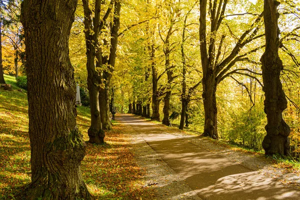 Herbstliche Waldkulisse mit einer Straße aus Herbstblättern und warmem Licht, das das goldene Laub erhellt. Fußweg in Szene Herbst Wald Natur. Lebendiger Oktobertag in buntem Wald, Ahorn Herbst Bäume Straße Herbst Weg — Stockfoto