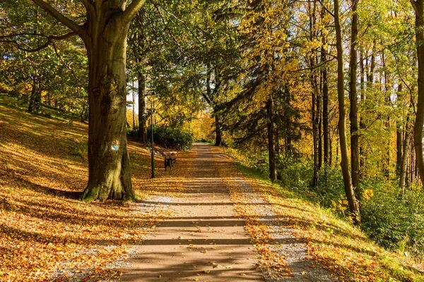 Spazieren Sie durch den Kiefernwald auf einer schmalen, kurvenreichen Straße. Überall herrscht erstaunliche Stille, nur der Lärm der Bäume nicht. ein tiefer Wald, dicht bewachsen mit stabilen, soliden Bäumen, die ein Gefühl von Sicherheit vermitteln — Stockfoto