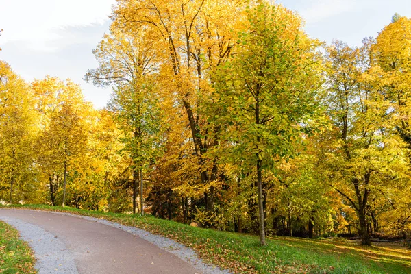 Herbstliche Waldkulisse mit einer Straße aus Herbstblättern und warmem Licht, das das goldene Laub erhellt. Fußweg in Szene Herbst Wald Natur. Lebendiger Oktobertag in buntem Wald, Ahorn Herbst Bäume Straße Herbst Weg — Stockfoto