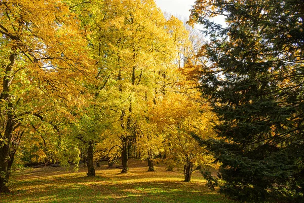 Осенние леса. природа зеленая древесина солнечный свет фон. — стоковое фото