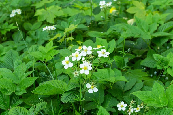 Fragaria Vesca White Flowers White Flower Wild Strawberries Woodland Strawberries — Stock Photo, Image