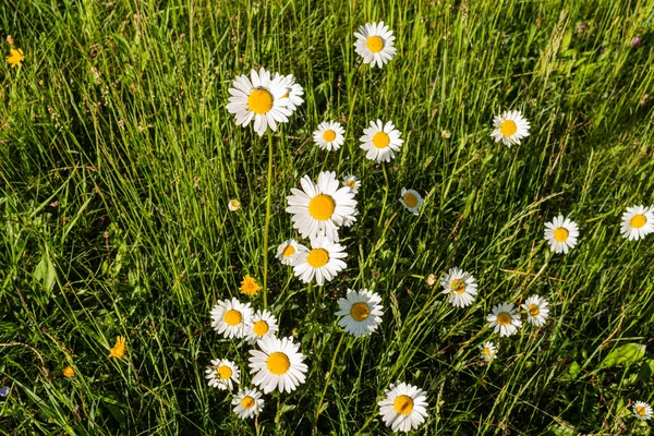 Leucanthemum vulgare meadows wild oxeye daisy flowers with white petals and yellow center in bloom, flowering beautiful plants on late springtime amazing green field