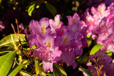 Prunus Triloba (Çiçekli Erik, Çiçekli Badem, Louiseania). Pembe çiçekli dallar. Genç Yeşil Yapraklı Gül Kiraz Çiçeği.