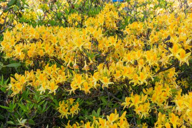 Sarı ve pembe rhododendronları olan güzel bir açık hava çiçeği arka planı. Narin sarı ve pembe açelya çalıları ya da güneşli bir bahar gününde Rhododendron bitkisi