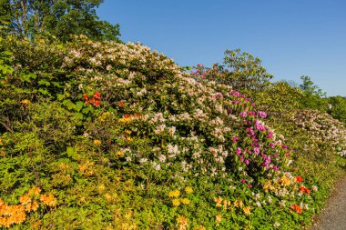 Sarı ve pembe rhododendronları olan güzel bir açık hava çiçeği arka planı. Narin sarı ve pembe açelya çalıları ya da güneşli bir bahar gününde Rhododendron bitkisi