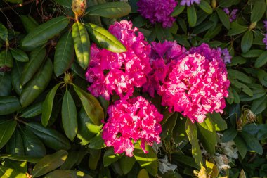 Rododendron Nova zembla 'nın kırmızı çiçekleri. Mor Rododendron. Bahçedeki çiçekler. Çiçek açan